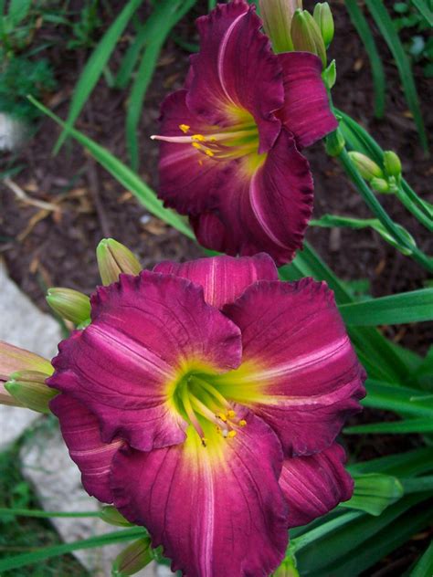 Daylily Varieties | Daylily Photos | HGTV