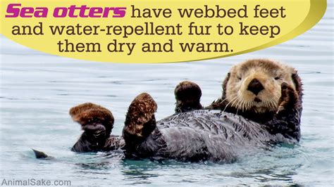 Facts About Sea Otters