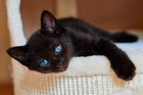 Gatos con ojos azules: Una mirada intensa y misteriosa | Smylepets