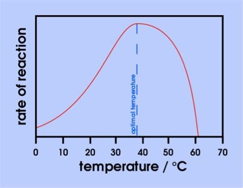 Temperature (Enzyme Reaction Rates) — Effects & Examples - Expii