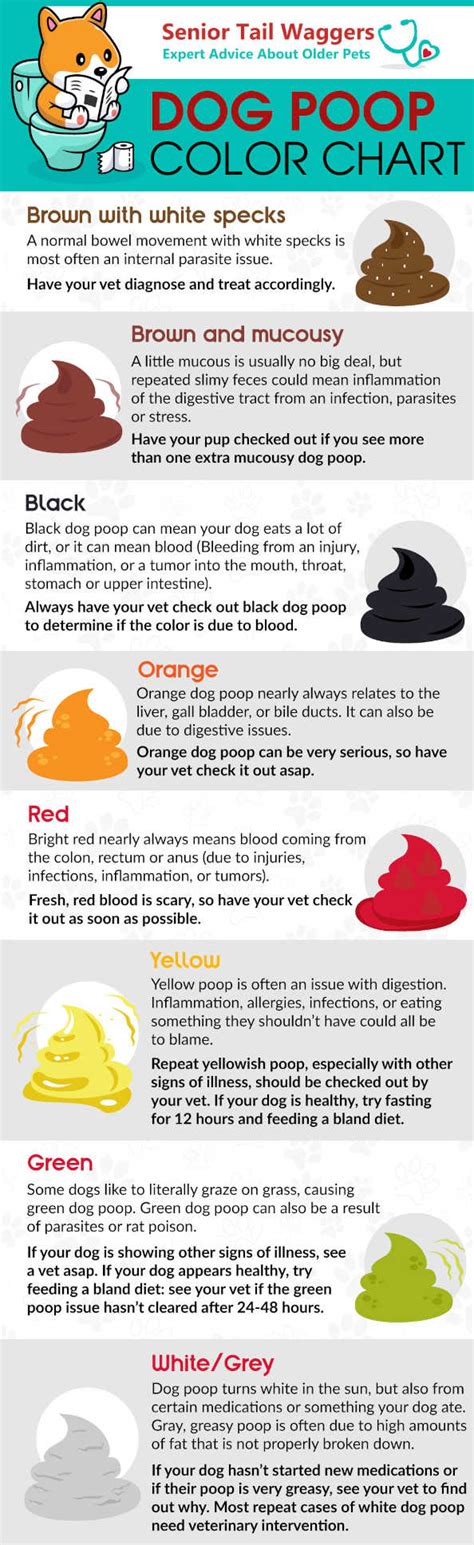 Dog Poop Color Chart: a Vet Explains the Meaning of Colors