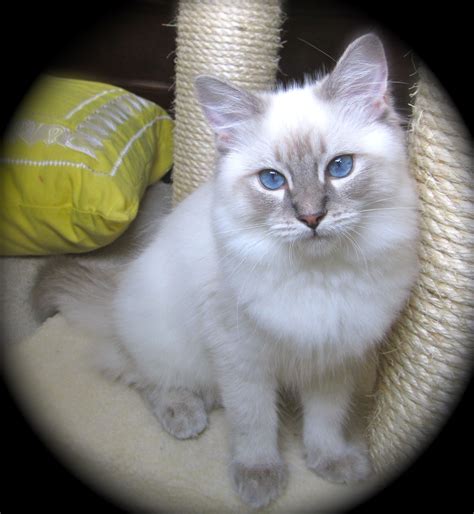 Ragdoll Kitten Blue Lynx - I absolutely love these cats. They are gorgeous