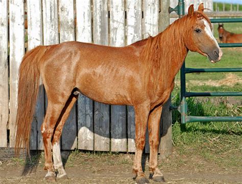 Caspian Horse Genetics - Caspian Conservation Society