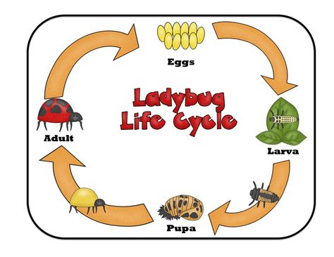 Ladybug life cycle, Preschool printables, Ladybug