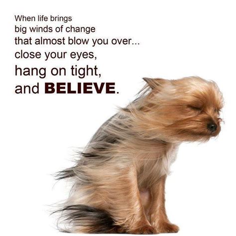 Funny Animal Picture With Inspirational Quotes. QuotesGram