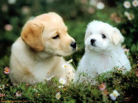 Cute Dogs And Puppies Wallpapers Wallpaper Cave - Cute Dogs HD