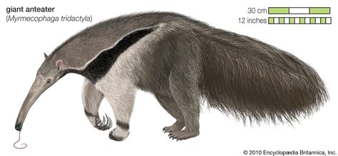 Anteater | Diet, Habitat & Adaptations | Britannica