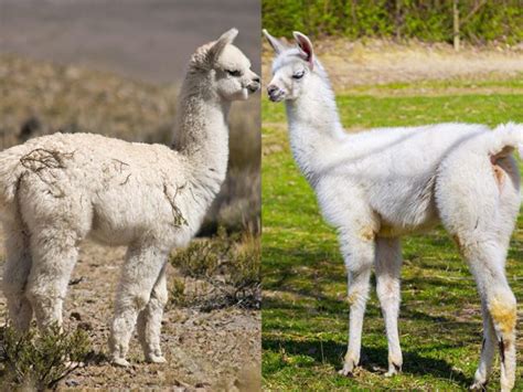 Alpaca vs Llama. What's the difference? | Critter Science