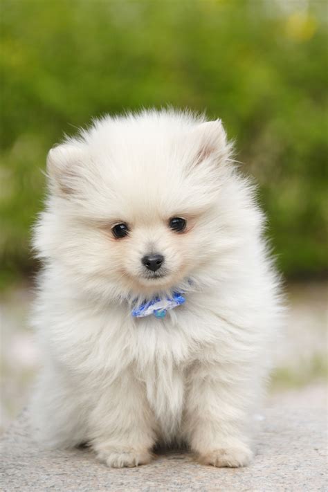 Cute Little Fluffy Dogs | www.pixshark.com - Images Galleries With A Bite!