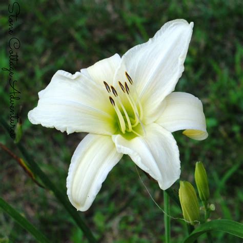 Stone Cottage Adventures: Daylily Varieties in My Garden