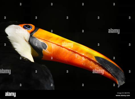 Toco toucan showing off beak Stock Photo - Alamy