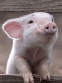 Pig Sniff GIF - Pig Sniff Smell - Discover & Share GIFs