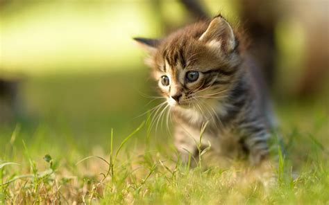 kittens, Kitten, Cat, Cats, Baby, Cute, S Wallpapers HD / Desktop and ...