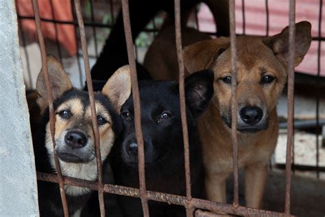 Dog Meat Trade - Humane Society International