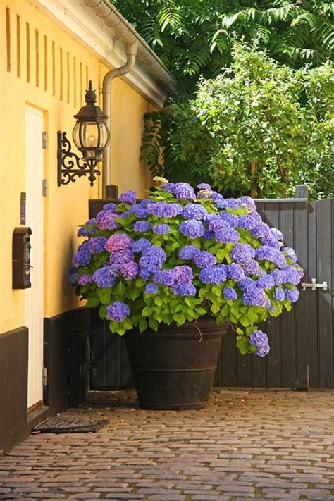 20 gorgeous shrubs for containers – Artofit