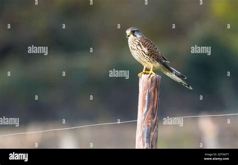 Female common kestrel in nature Stock Photo - Alamy