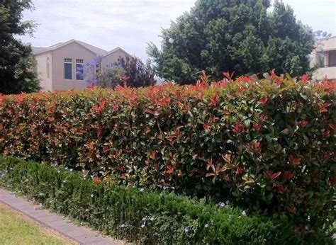 Common Types Of Plants Used As Hedges - JimsMowing.com.au | Types of ...