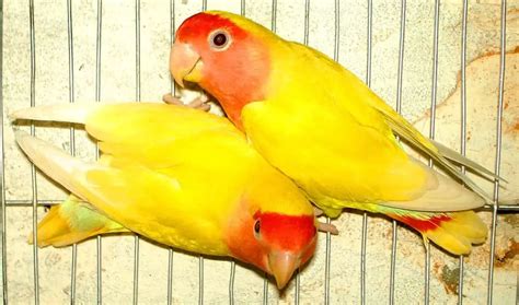 Breeding Parrots | Comprehensive Guide - WooParrot