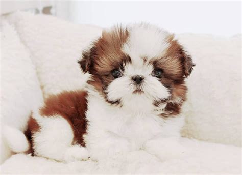 Teacup Shih Tzu Guide The Truth About This Tiny, 50% OFF