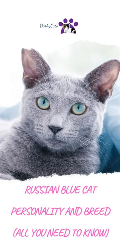 RUSSIAN BLUE CAT PERSONALITY AND BREED (ALL YOU NEED TO KNOW) - DorkyCats