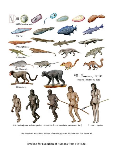 the evolution of humans from first life