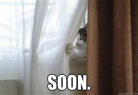 A the cat behind the curtain soon meme - Dump A Day