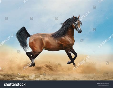 15,553 Purebred Arabian Horse Images, Stock Photos & Vectors | Shutterstock