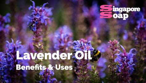 Lavender Essential Oil Benefits & Uses - Singapore Soap Supplies