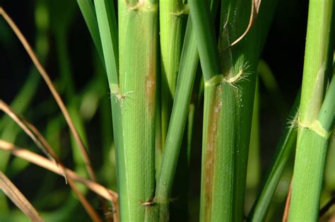 Stem Borer Feeding Signs 2