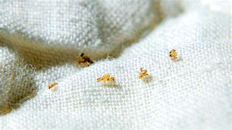 Pubic lice (crabs): Symptoms, risk factors, and treatment