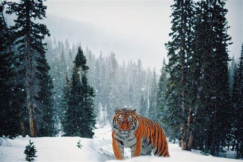 17 Wild Animals in Siberia [Wildlife in Siberia] - Kevmrc