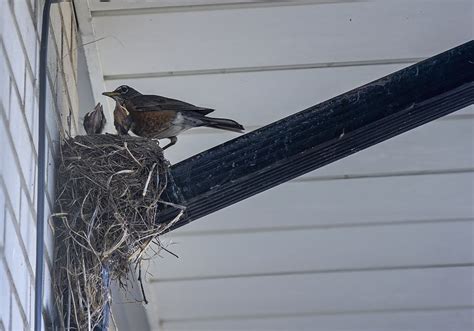 When Is Bird Nest Removal OK? | Wildlife Control and Exclusion