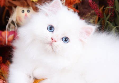 White Persian Kittens | White Persian Cats | Pure White CatsUltra Rare ...