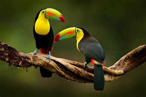 Beautiful Baby Toucan - Facts and Pictures - Birds Fact