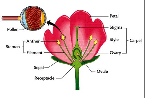 Flower Pollen Diagram