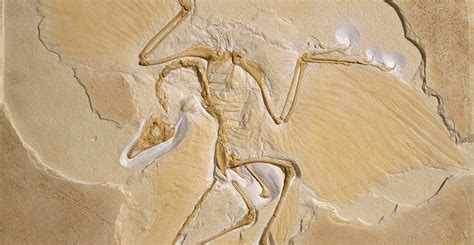 An intriguing fossil discovery from 140 million years ago reveals that ...