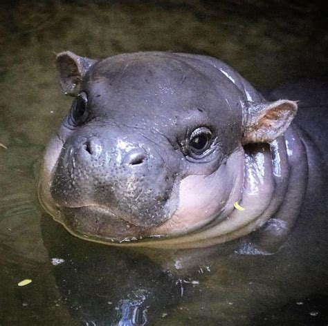 Pygmy Hippopotamus Cute