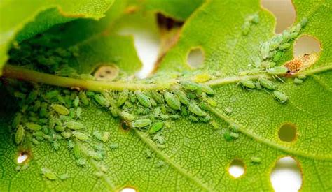 Lemon Tree Pests: How to Identify and Prevent - Minneopa Orchards