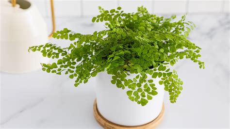 Maidenhair Fern Care - Human Hair Exim