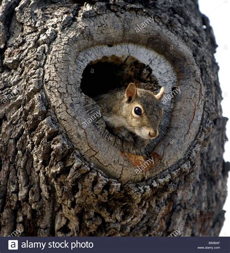 Squirrel nests – Artofit