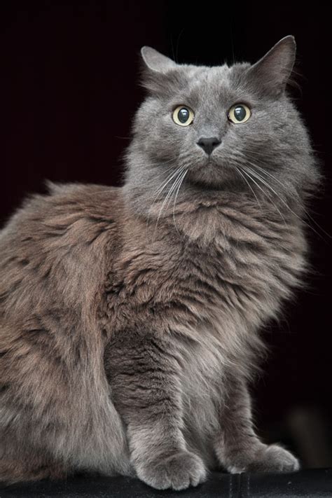 15 Gorgeous Grey Cat Breeds You'll Love I Discerning Cat