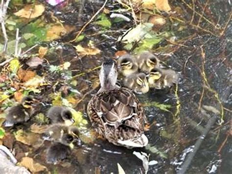 Gadwall ducklings in Newbury