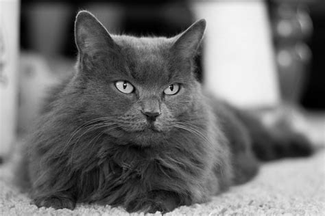 15 Gorgeous Grey Cat Breeds You'll Love I Discerning Cat