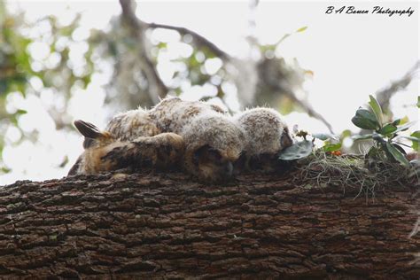 Adorable Photos Show How Baby Owls Sleep on Their Stomachs