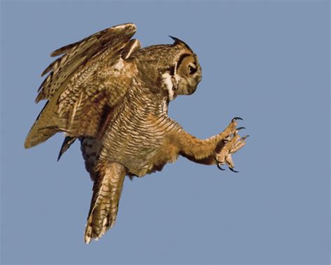 Great Horned Owl Hunting