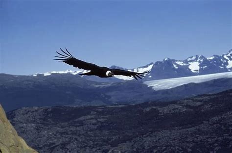 Andean condor Flying over the Andes, Torres del Paine