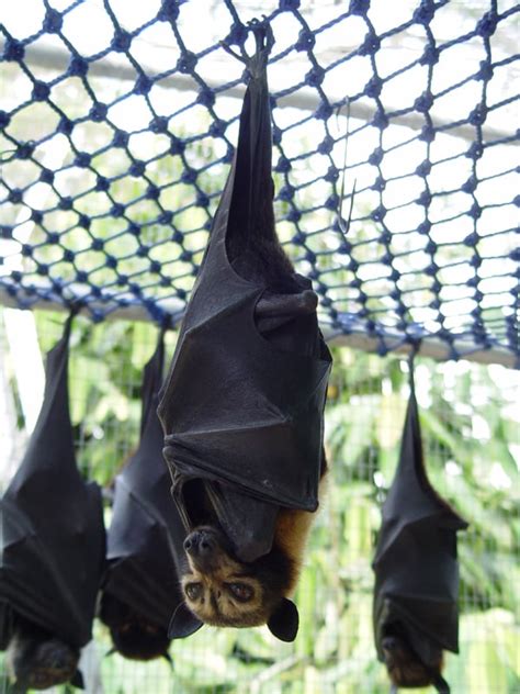 Megabat - New World Encyclopedia