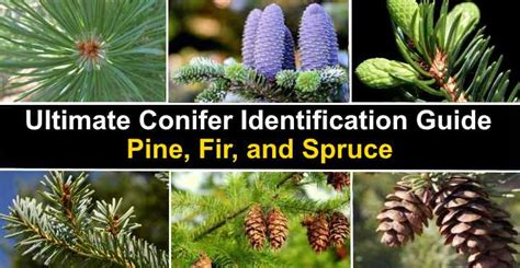 Ultimate Conifer Identification Guide: Pine, Fir, and Spruce (Pictures)