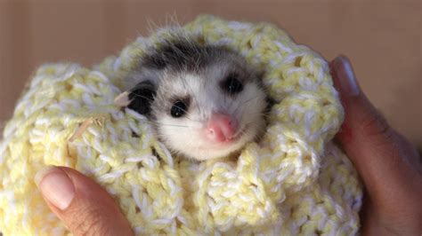 Do Possums Have a Pouch? | Information and Facts - EXOtella