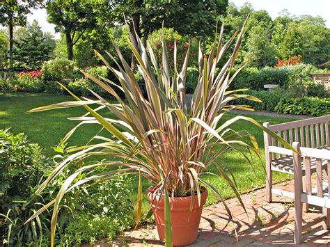 10 Great Ornamental Grasses to Grow in Containers